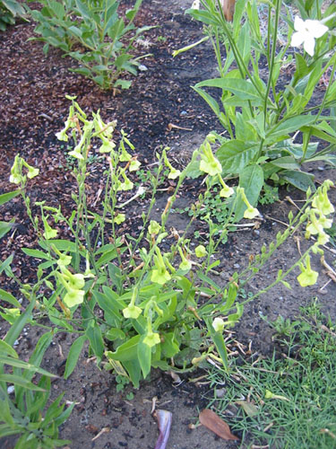 Nicotiana langsdorfii