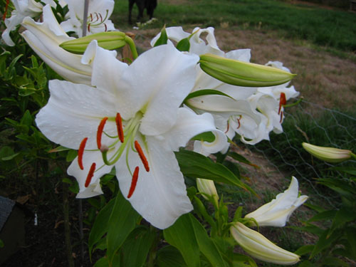 Lilies