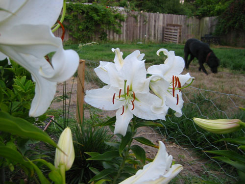 Lilies and dog