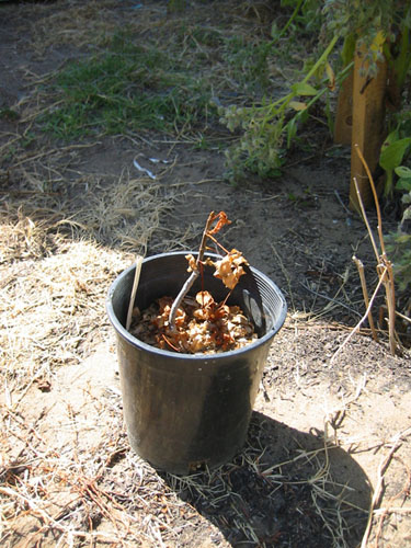 Aesculus california