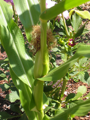 Zea mays