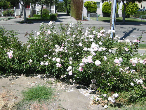 Rose hedge