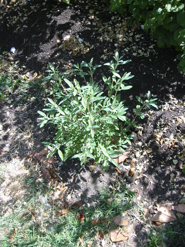 Salvia clevelandii