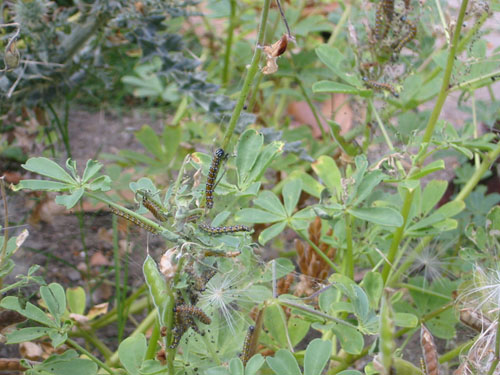 Lots of caterpillars