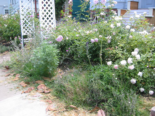 Natives garden