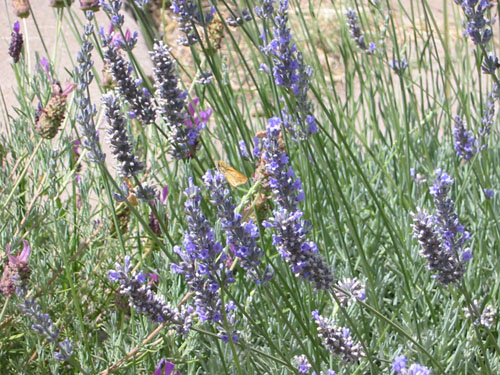 Gulf Frittiliaries in the lavender
