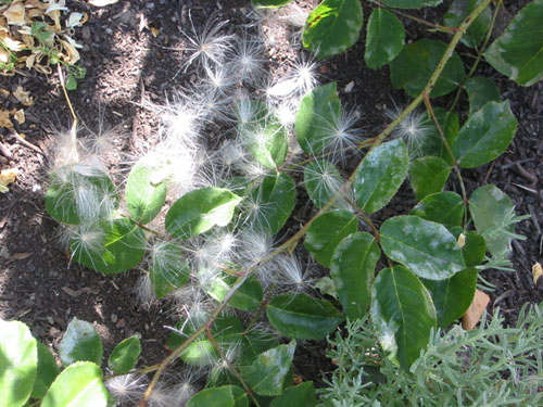 Thistle seeds