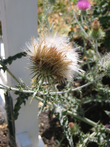 Thistle seedhead