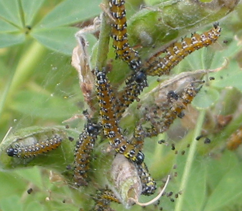 Gulf Frittilary caterpillars