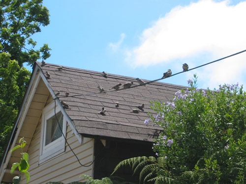 Birds on the electrical wire