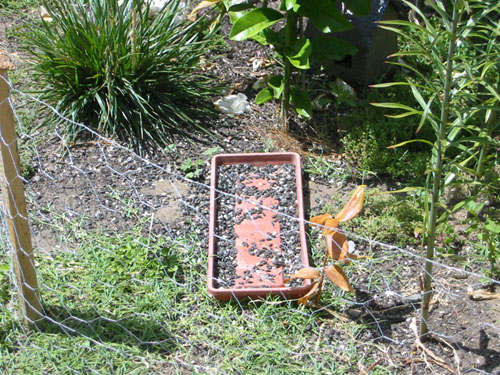 Seed tray