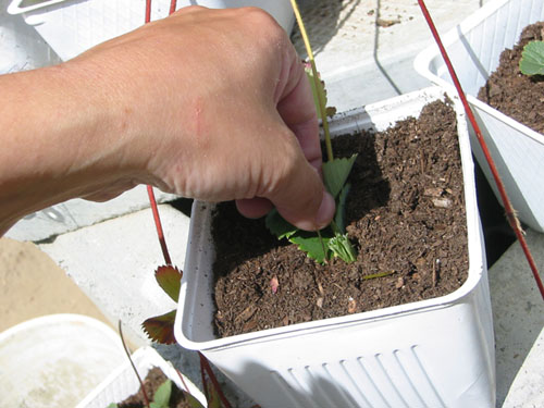 Pinning the sets into their pots