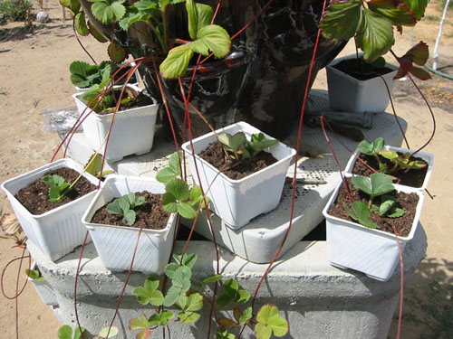 Pots full of rooting sets