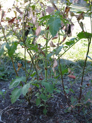 Tomato in the blueberries