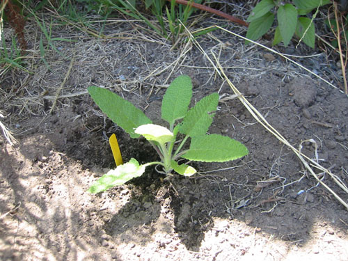 Salvia spathacea