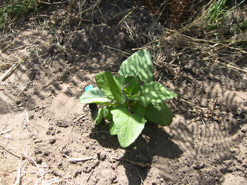 Salvia patens