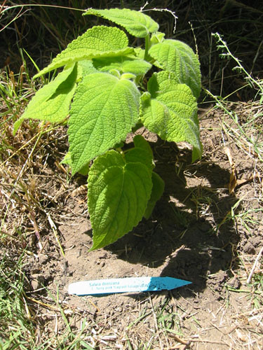 Salvia dorisiana