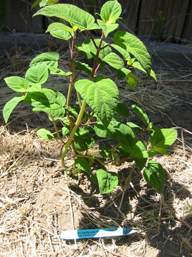 Salvia involucrata