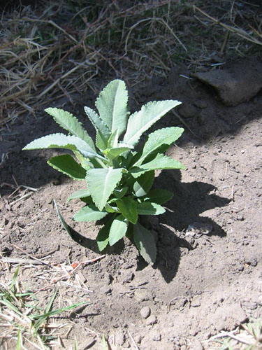 Salvia apiana