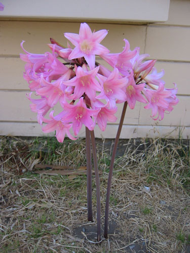 Amaryllis belladonna