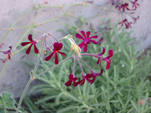 Pelargonium sidoides