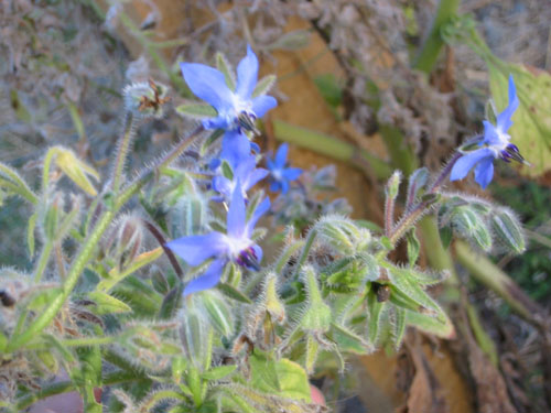 Borage