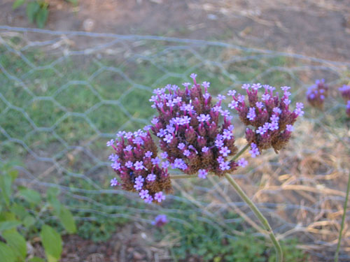 Verbena bonariensis