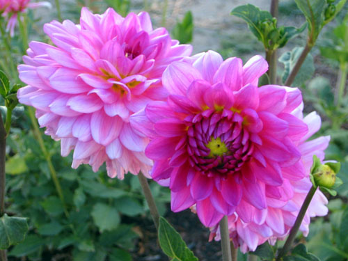 Dahlias