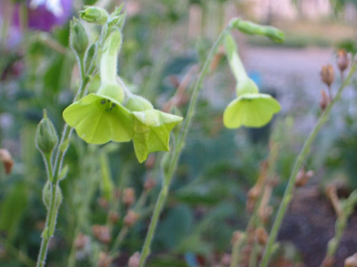 Nicotiana langsdorfii