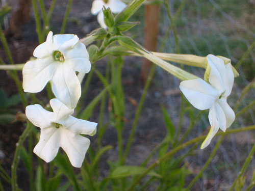 White Nicotiana