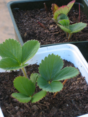 Strawberries in pots