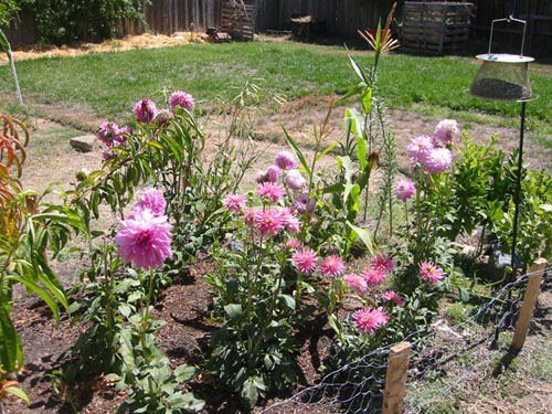 Dahlia bed