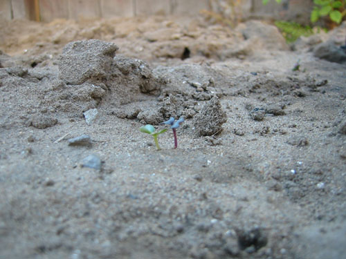 Baby cabbage in the sand