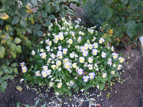 Violas under the roses