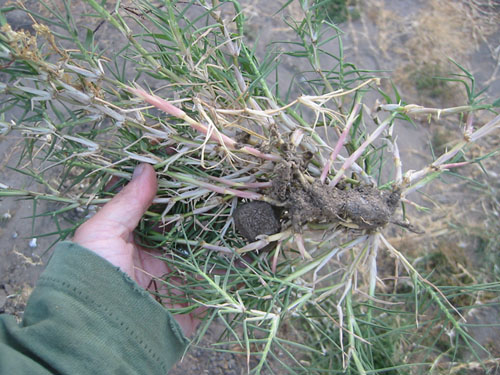 Ripping out Bermuda grass