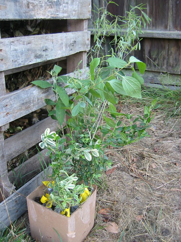 Plants from Forest Farm