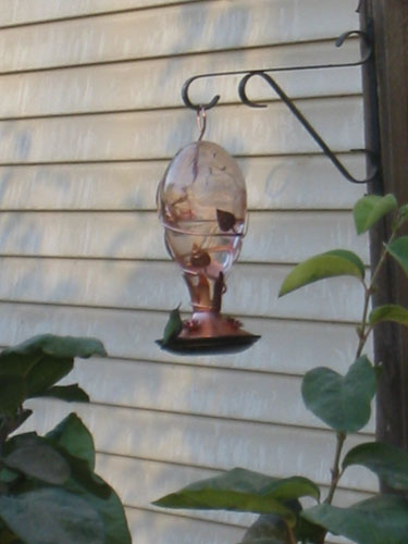 The female hummingbird