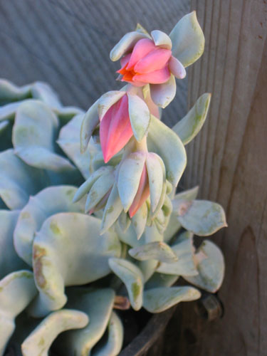 Echeveria bloom