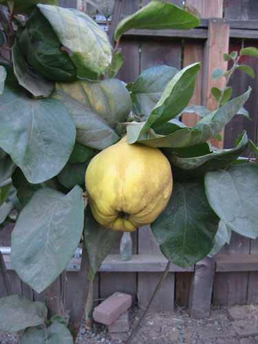 Quince on the tree