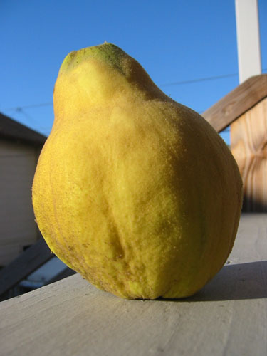 Quince on the rail