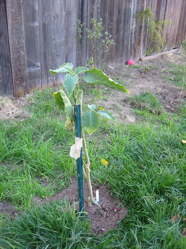 New brugmansia