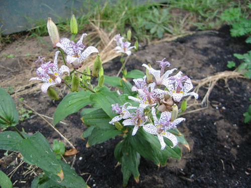 Trycirtis blooming