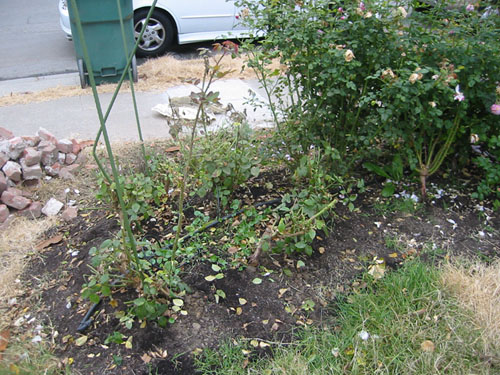 Pruning the rose hedge