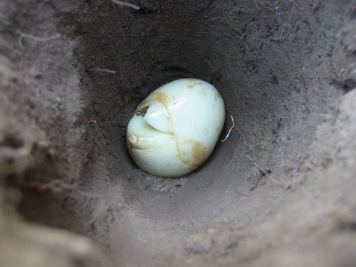 Crown Imperial bulb in the hole