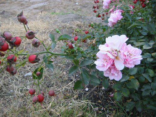 Rose hips and blooms