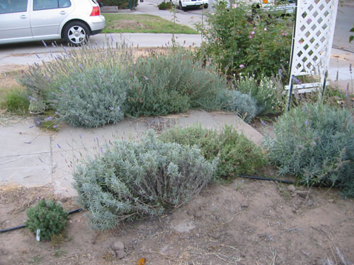 Lavender hedge