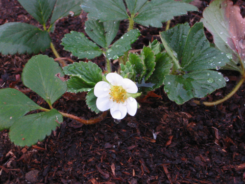 Strawberry blossom