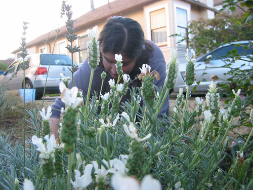 Weeding in the lavender