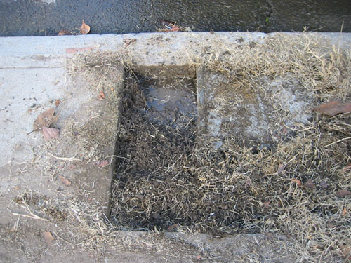 Clearing Bermuda from the drain to the street