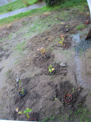 Hydrangeas in the ground